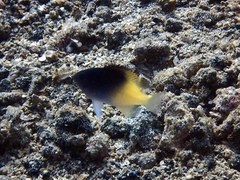 Chrysiptera rollandi