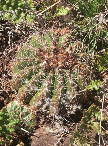 Parodia linkii