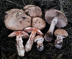 Agaricus brunneofibrillosus