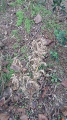 Amaranthus retroflexus