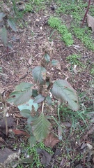 Amaranthus retroflexus