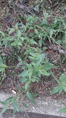 Atriplex micrantha
