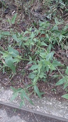 Atriplex micrantha