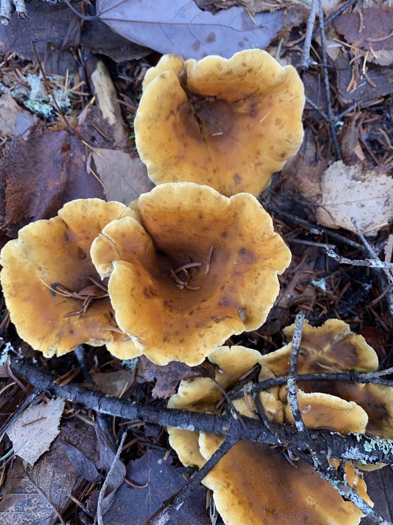 Hygrophoropsis aurantiaca · November 2025 · photo: © pei-ott (iNaturalist, cc-by)