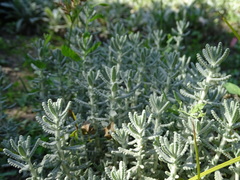 Teucrium vincentinum