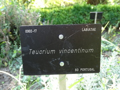 Teucrium vincentinum