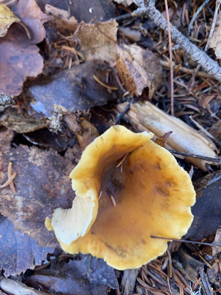 Hygrophoropsis aurantiaca · November 2025 · photo: © pei-ott (iNaturalist, cc-by)