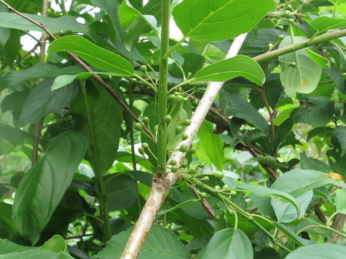 Image of Rhamnus ussuriensis by (c) Repina Tatyana, some rights reserved (CC BY)