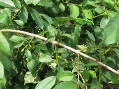 Rhamnus ussuriensis