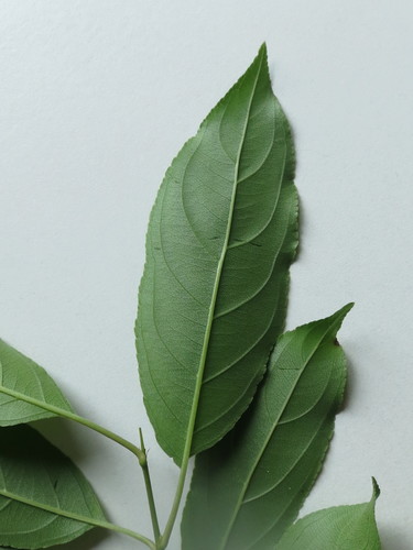 Image of Rhamnus ussuriensis by (c) Repina Tatyana, some rights reserved (CC BY)