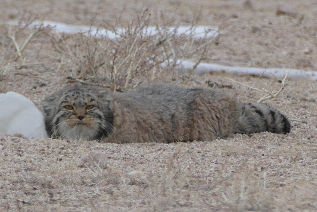 Pallas' Cat