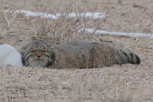 Pallas's Cat (Otocolobus manul)