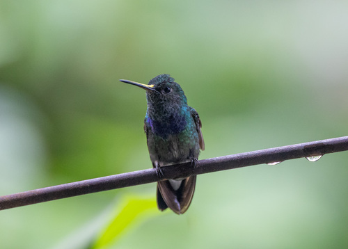 Purple-chested Hummingbird (Polyerata rosenbergi)