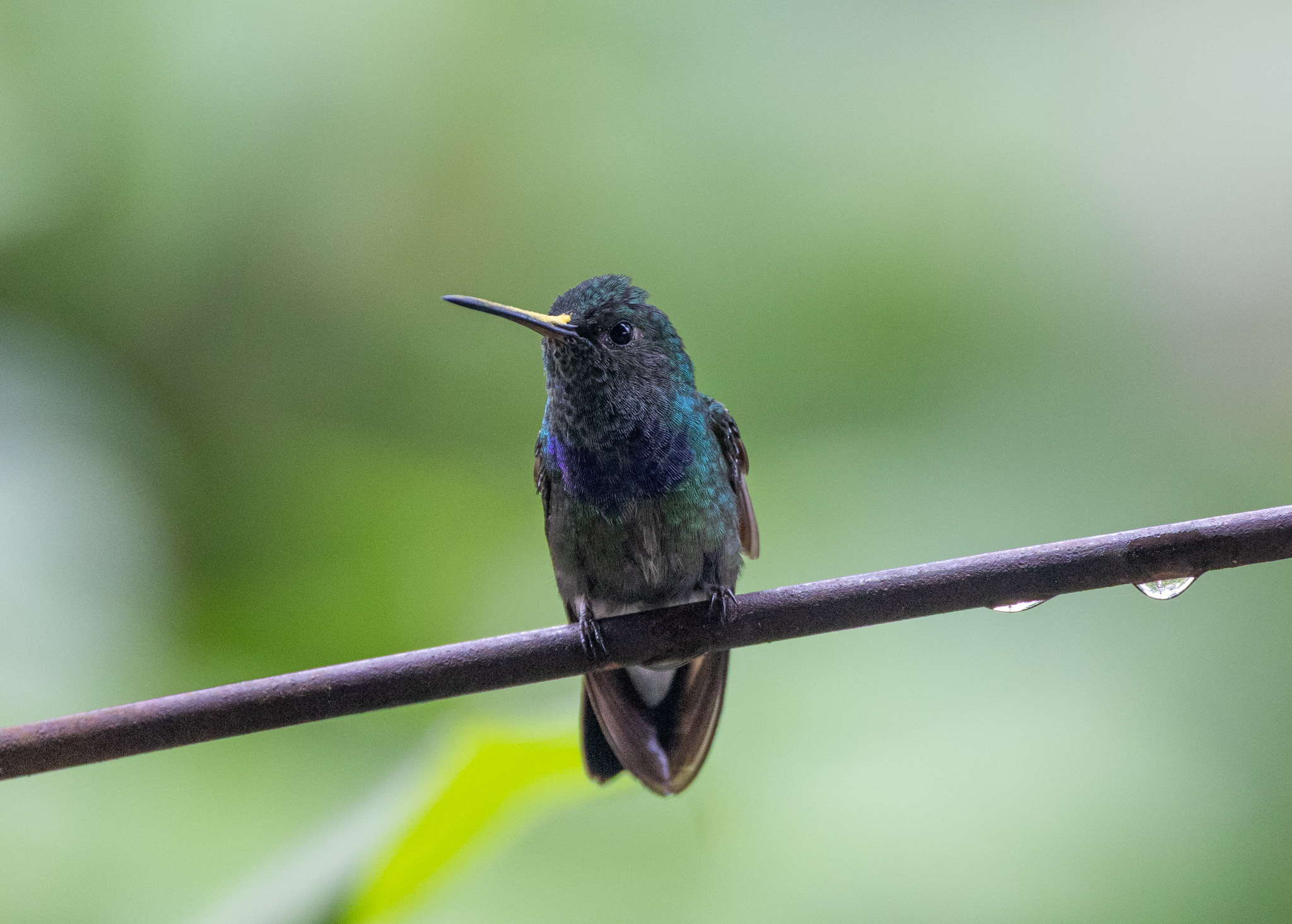 Purple-chested Hummingbird (Polyerata rosenbergi), photo 1