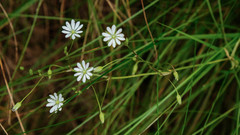 Stellaria gracilenta