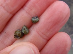 Micrelenchus tessellatus