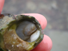 Maoricrypta sodalis