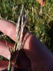 Bromus lithobius
