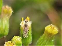 Campiglossa sororcula