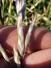 Bromus lithobius