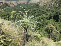Xerophyta purpurascens