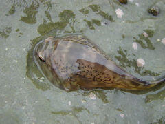 Diplocrepis puniceus