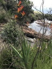 Crocosmia paniculata