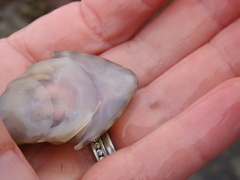 Diplocrepis puniceus