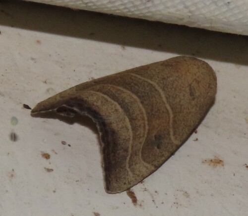 Wavy-lined Mallow Moth photo 3