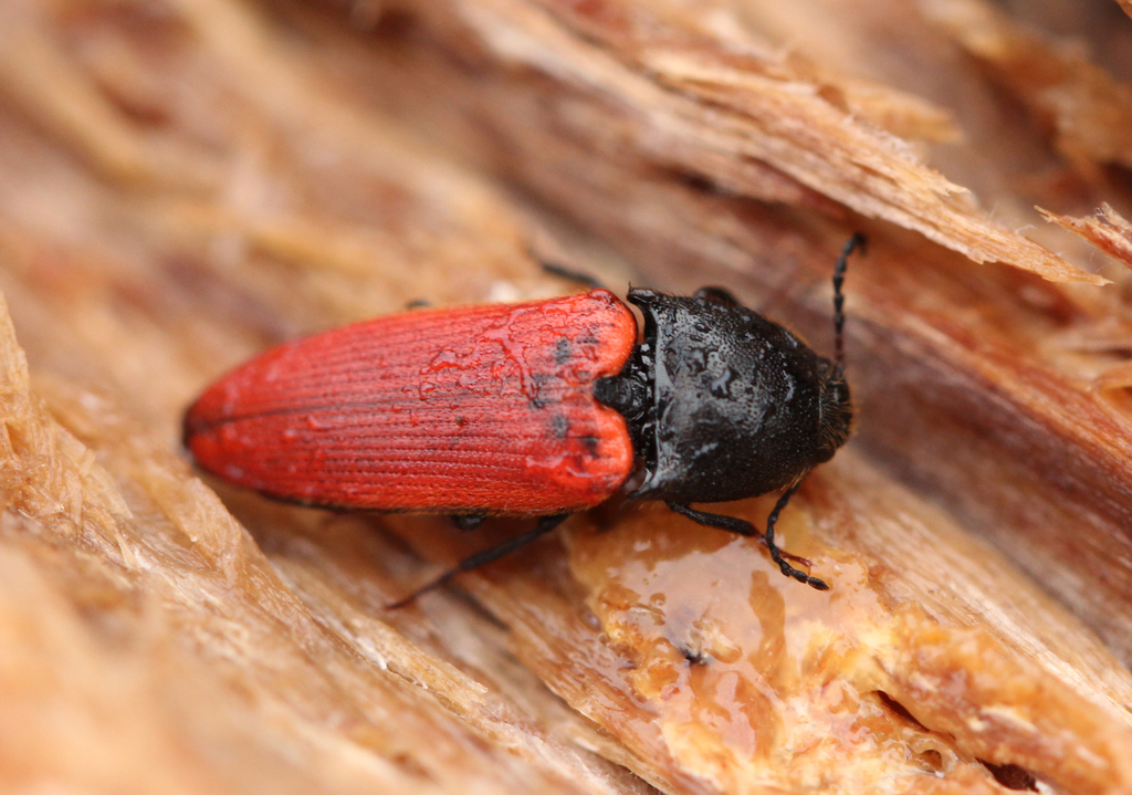 Ampedus cinnabarinus