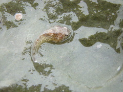 Diplocrepis puniceus