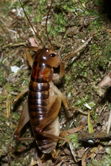 Hemiandrus pallitarsis
