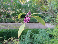 Callicarpa bodinieri