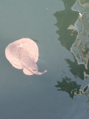 Marbled Torpedo Ray