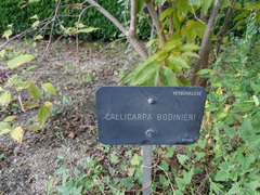 Callicarpa bodinieri