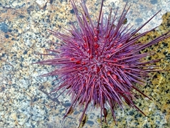 Strongylocentrotidae