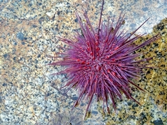 Strongylocentrotidae