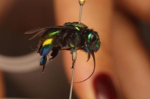 Violaceous Orchid Bee
