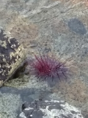 Strongylocentrotidae