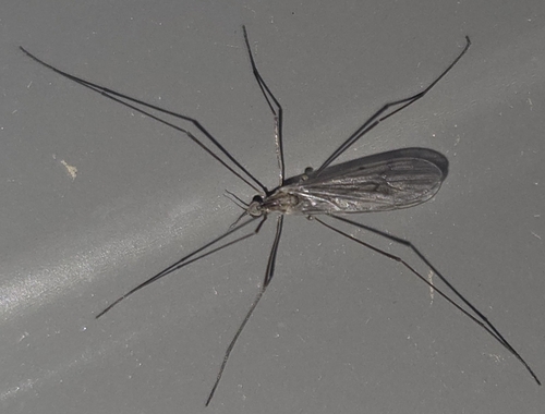 Symplecta cana photographed in South Dakota