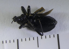 Coranus carbonarius
