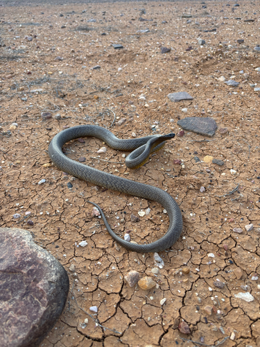 Inland Taipan sighting