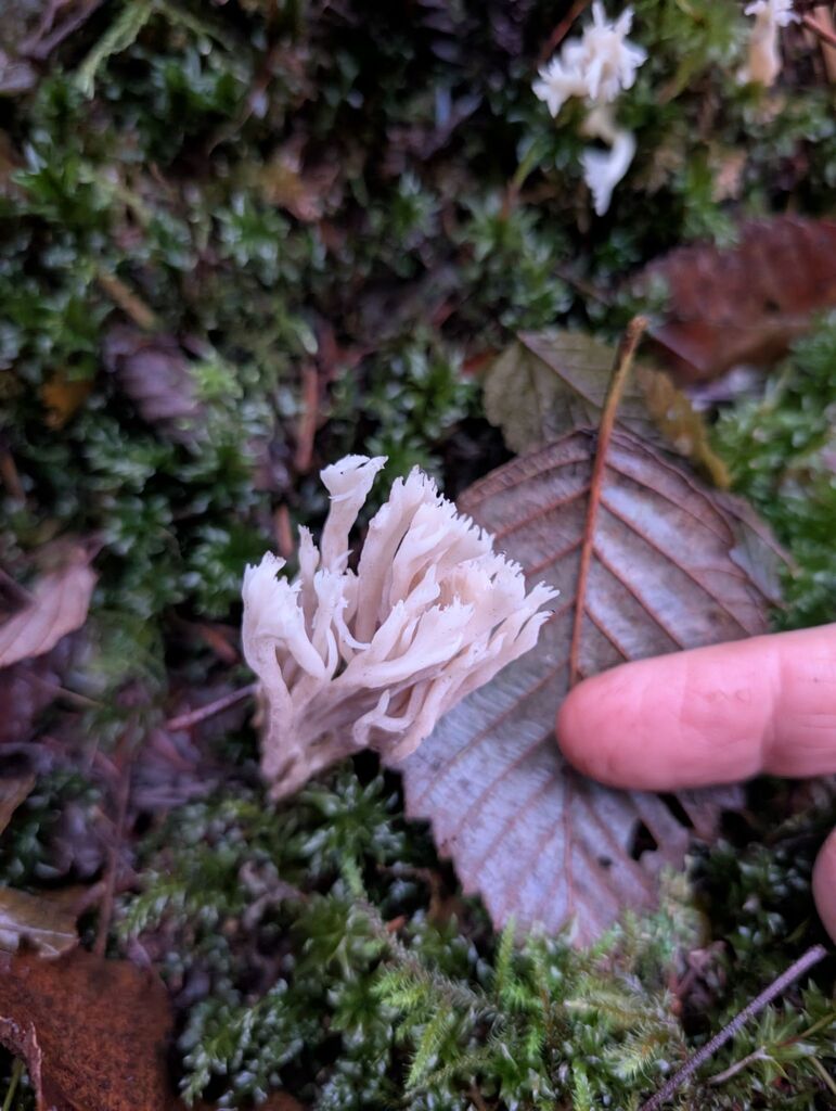 Clavulina sp. 'coralloides-PNW01'