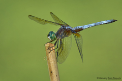 Pachydiplax longipennis