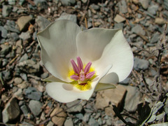 Calochortus panamintensis