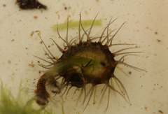 Phalacrocera replicata