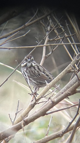 Song Sparrow photographed in Missouri