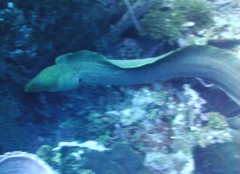 Gymnothorax funebris