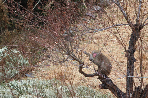 Japanese Macaque, photo 7 of 8
