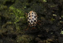 Anisosticta novemdecimpunctata